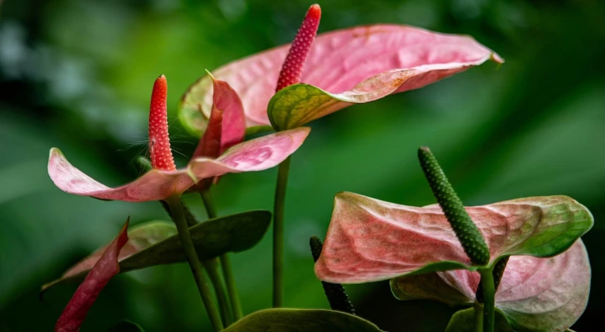 антуриум значение цветка