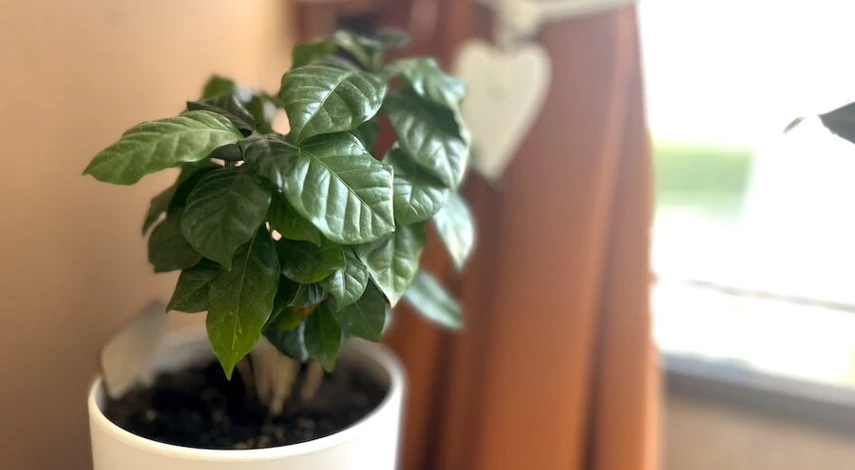 кофейное дерево на удачу