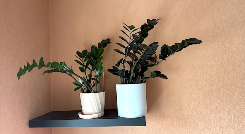 замиокулькас приносит удачу