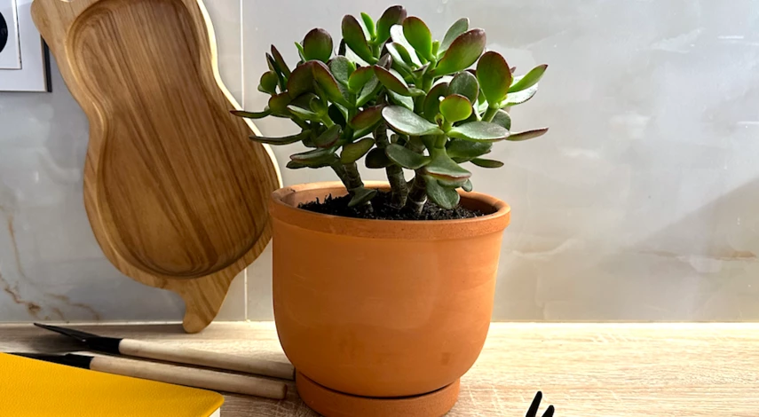 толстянка на удачу