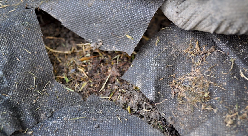 посадка клубники в августе удобрения