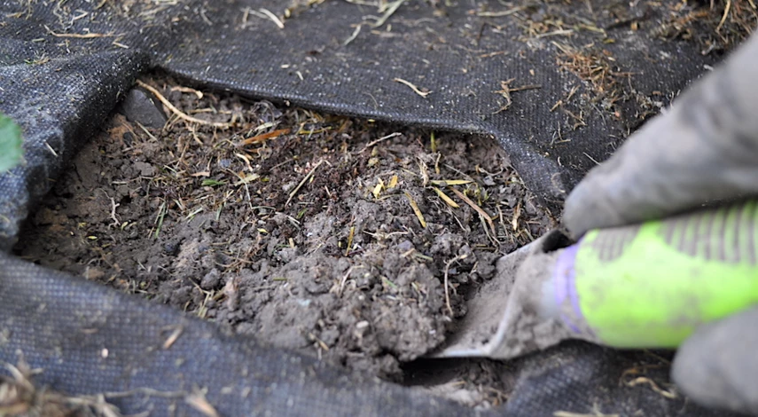 дни посадки клубники в августе