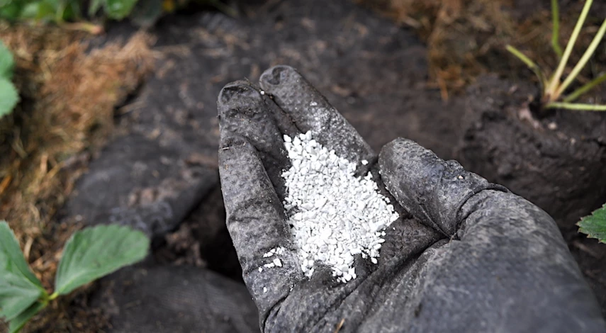 подготовить грядку под посадку клубники в августе