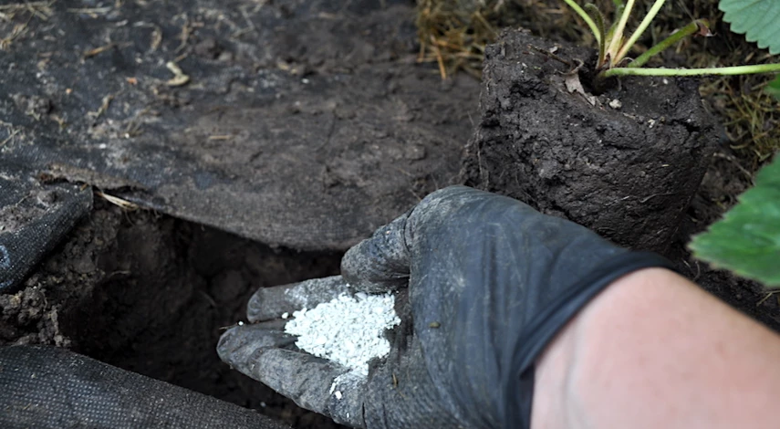 что положить при посадке клубники в августе