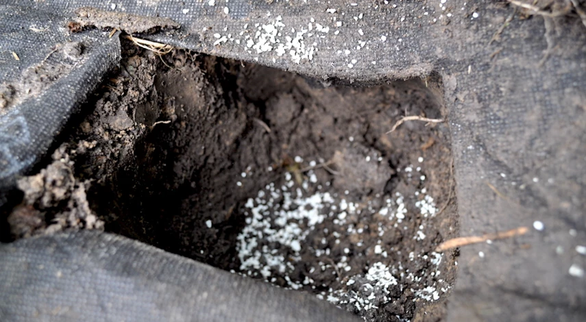 посадка клубники в августе удобрения в лунку