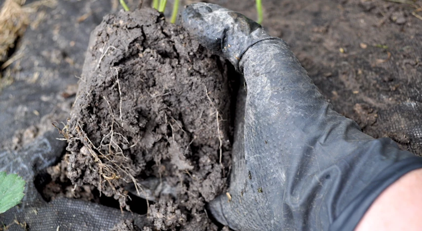 подготовка грядки для посадки клубники в августе