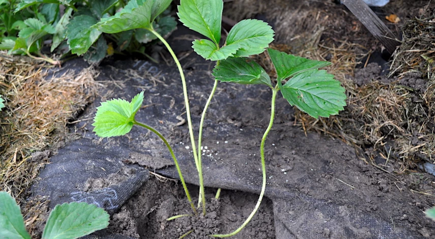 посадка клубники в августе расстояние