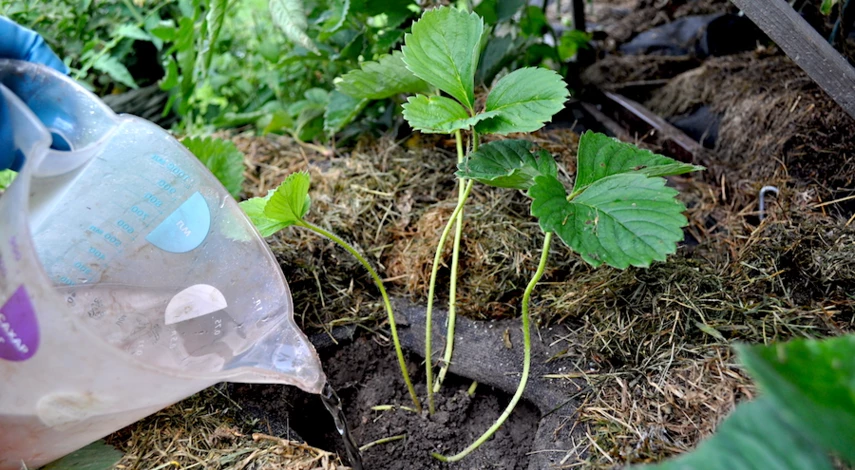 что добавить при посадке клубники в августе