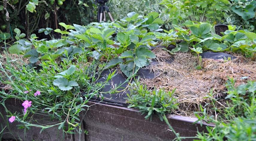 почва для посадки клубники в августе