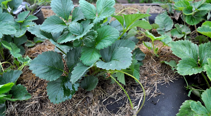 земля для посадки клубники в августе