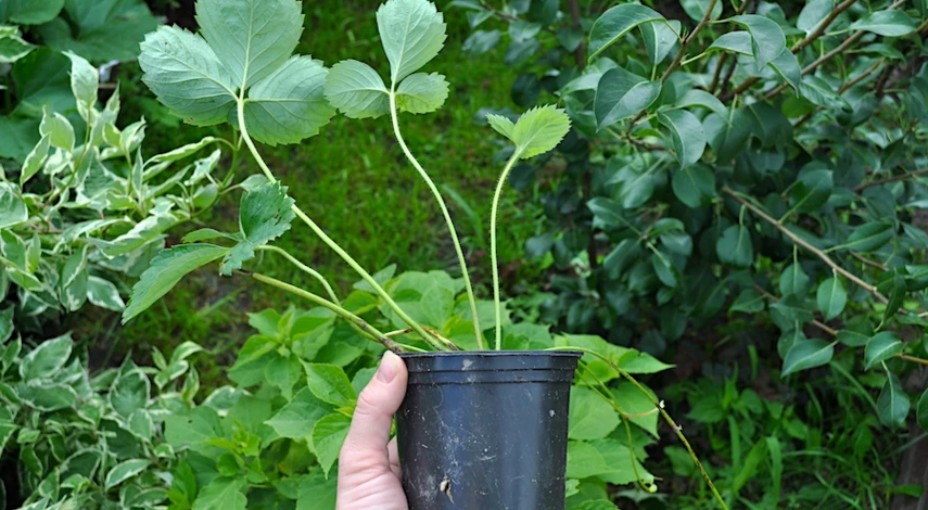 посадка клубники августе в открытый