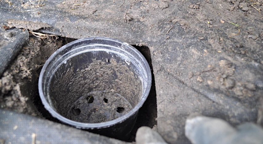 как посадить клубнику в августе