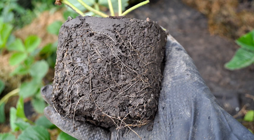 в лунку при посадке клубники августе