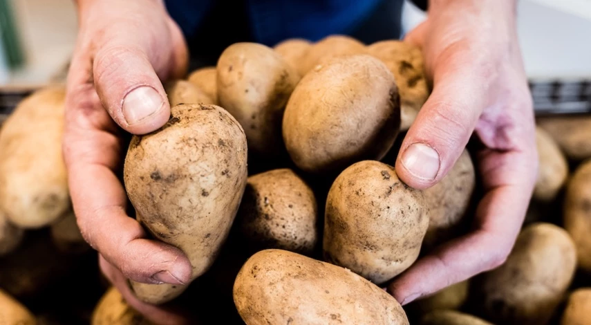 хранение картофеля и корнеплодов