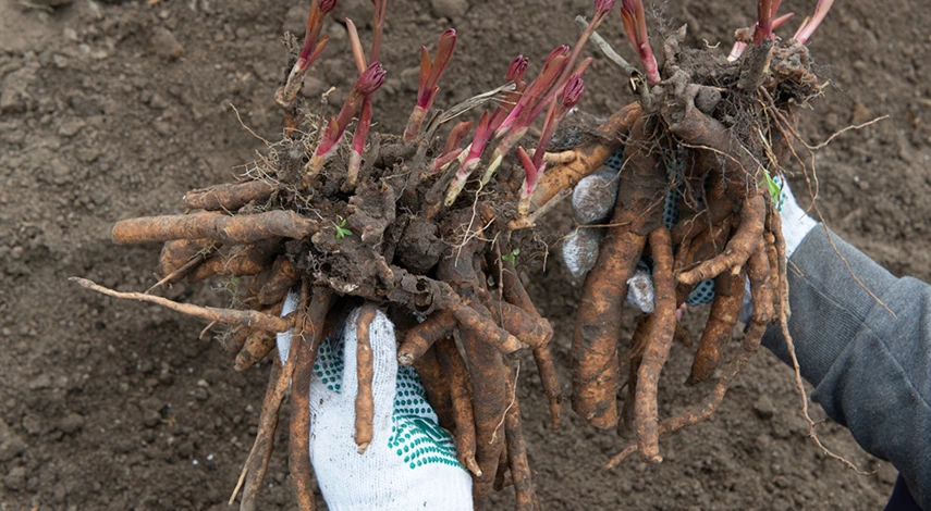 деление куста пиона