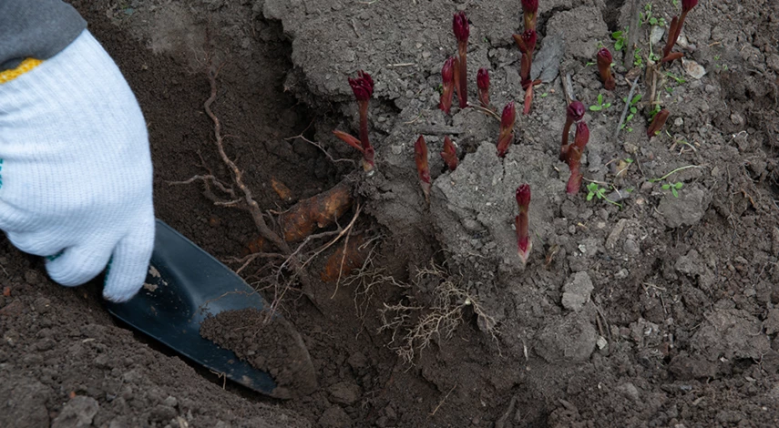 деление пионов осенью