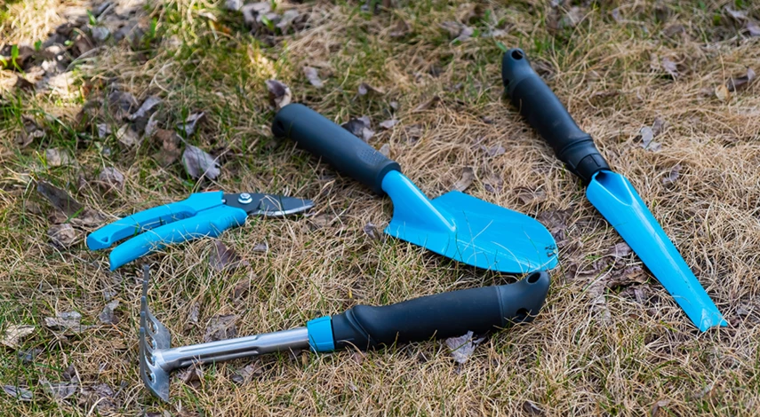 деление пионов в августе