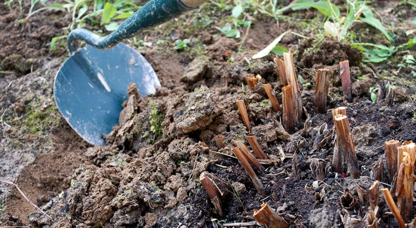пересадка и деление пионов