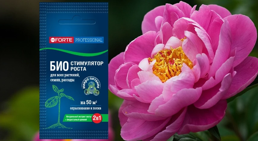 когда можно делить пионы