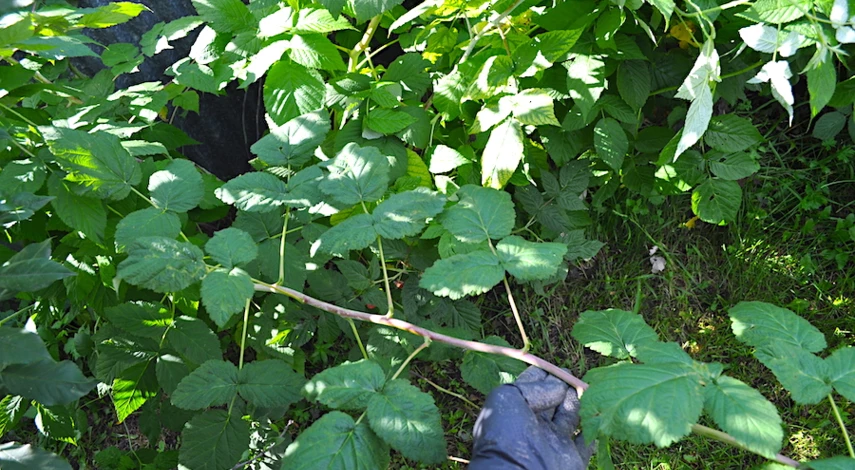 обрезка малины после плодоношения в августе