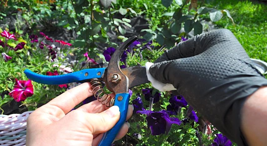 подкормка малины в августе после обрезки