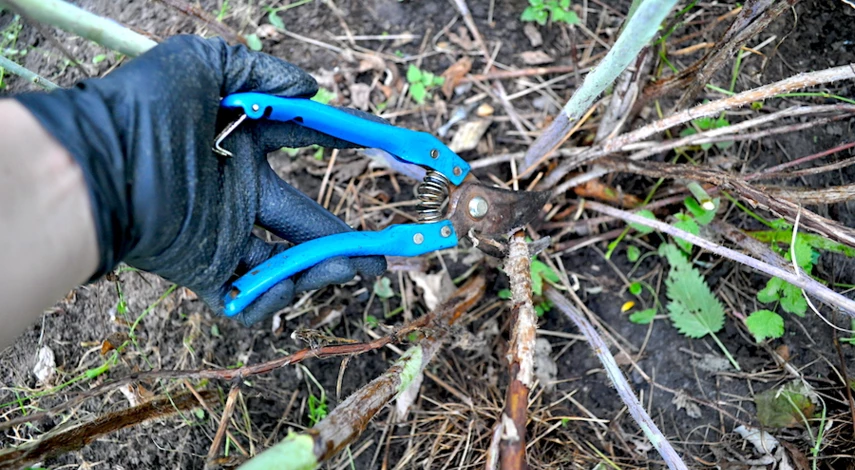 малина в августе уход и обрезка