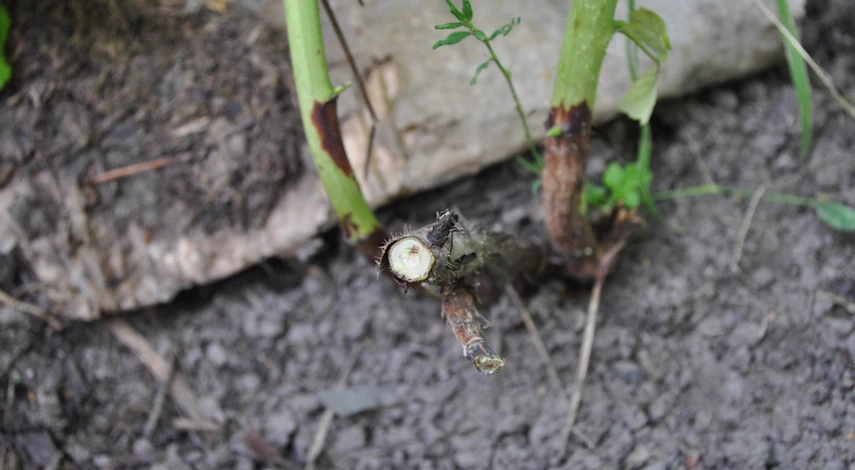 малина в августе уход и обрезка подкормка