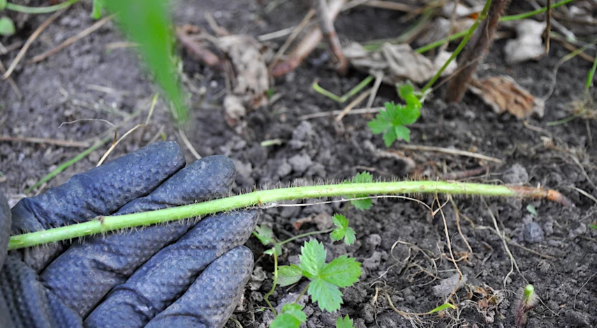 обрезка малины в августе для начинающих