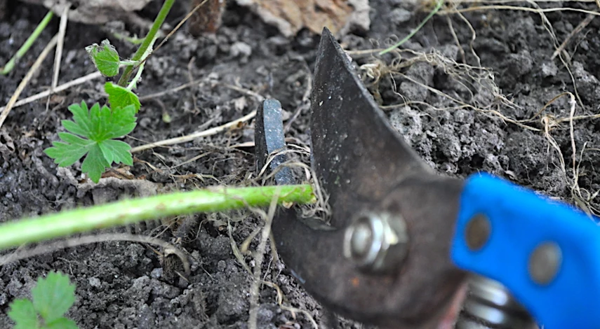 обрезка малины в августе после сбора урожая