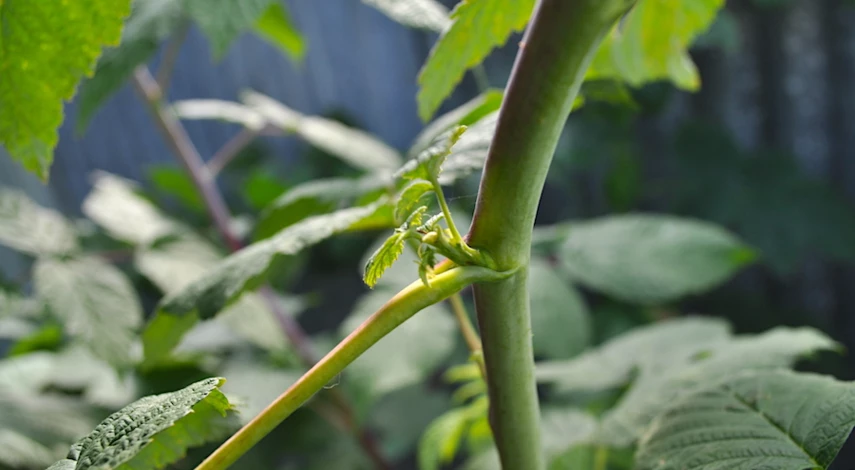 высота обрезки малины в августе