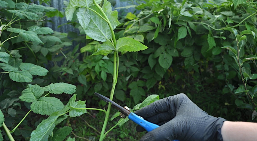 подкормка малины в августе после обрезки плодоношения