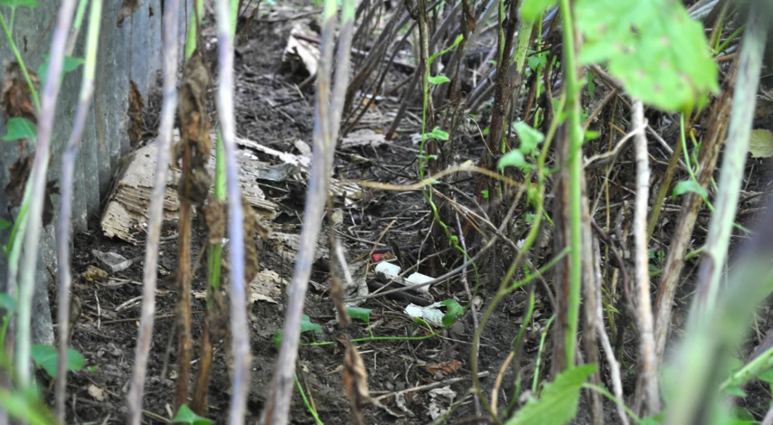 обрезка малины летом в августе