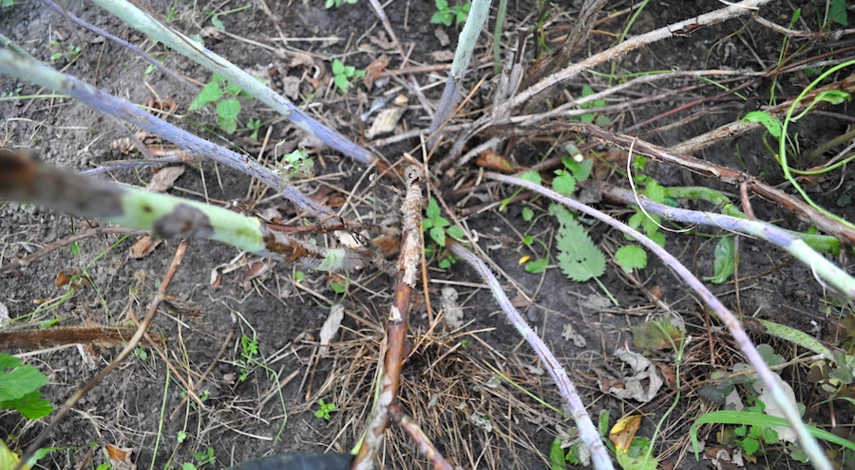 обрезка малины в августе в подмосковье