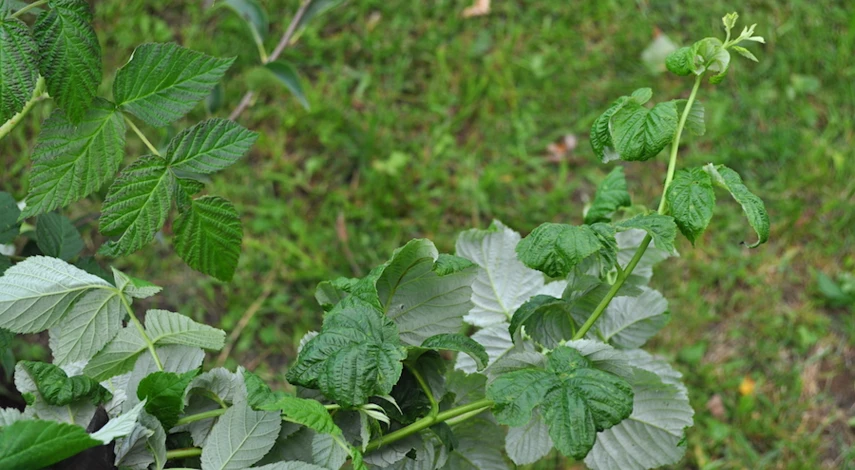 можно ли обрезать малину в августе