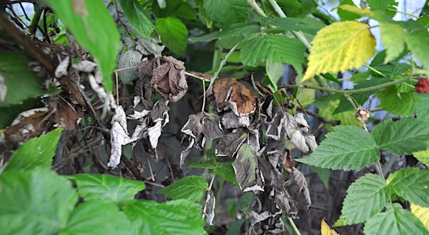 малина после обрезки в августе