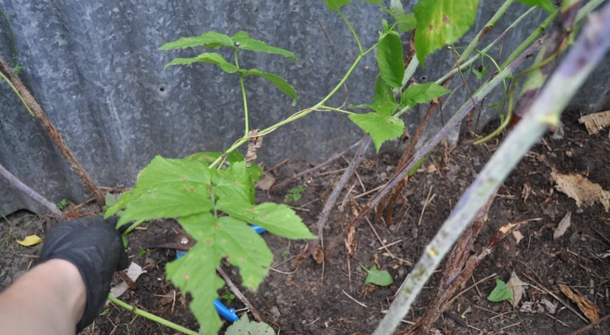 подкормить малину в августе после обрезки