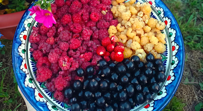 как правильно обрезать малину в августе