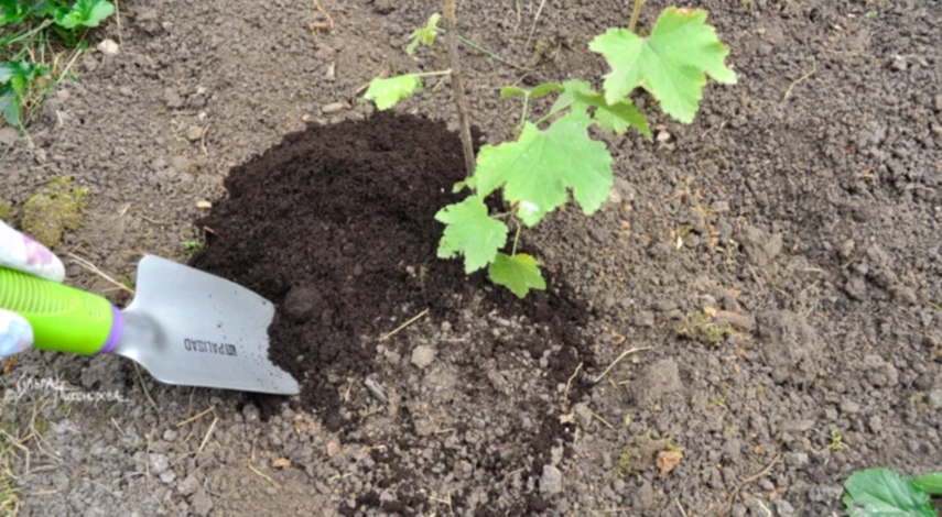 когда сажать черную смородину