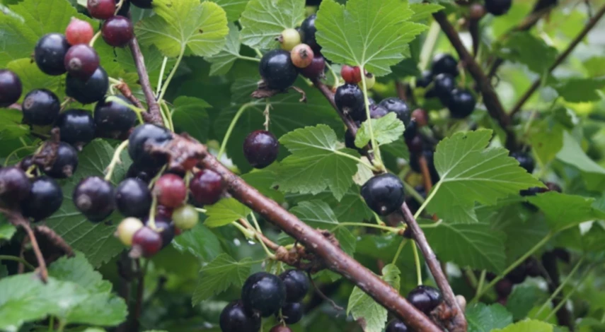 когда лучше сажать смородину