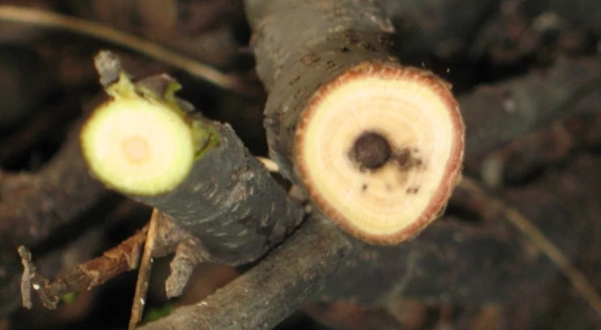 когда сажают смородины весной