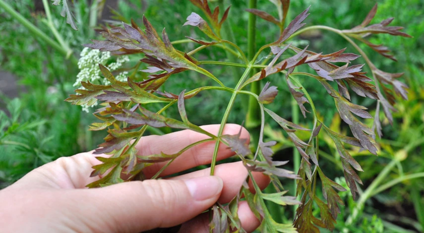 болезни ботвы моркови