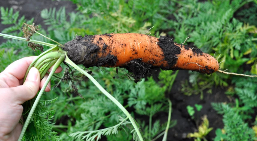 болезни моркови лечение