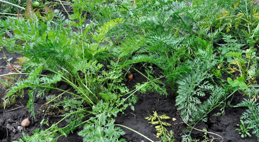 болезни моркови при выращивании