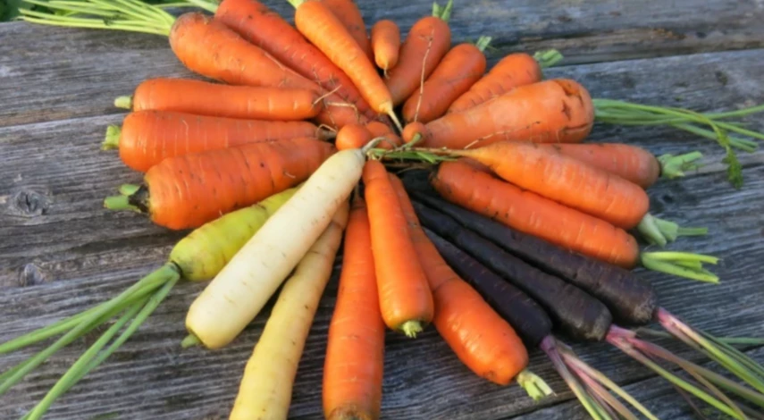 морковь болезни борьба