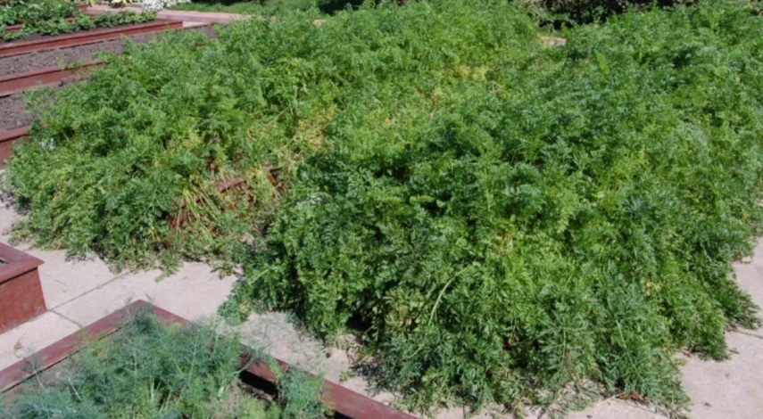 болезни моркови фото