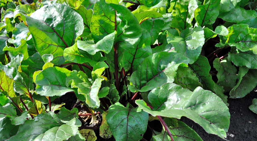 свекла болезни листьев