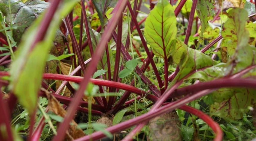 болезни свеклы с фотографиями