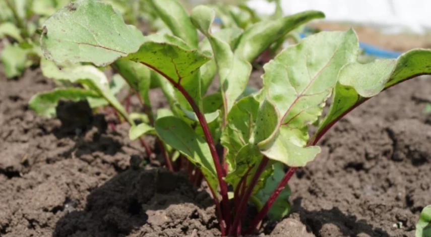 болезни свеклы по листьям