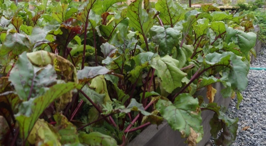 свекла болезни листьев лечение