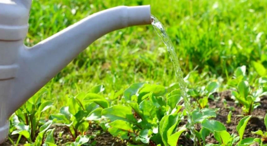 болезни свеклы описание с фотографиями